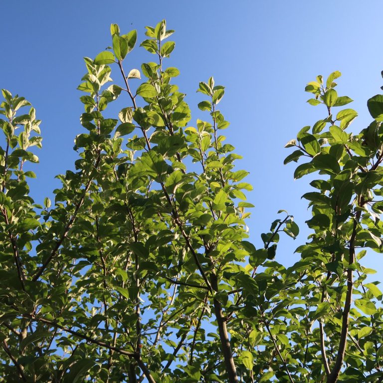 Ausschnitt eines Apfelbaums, dessen Laub grün vor dem hellblauen Himmel ist.