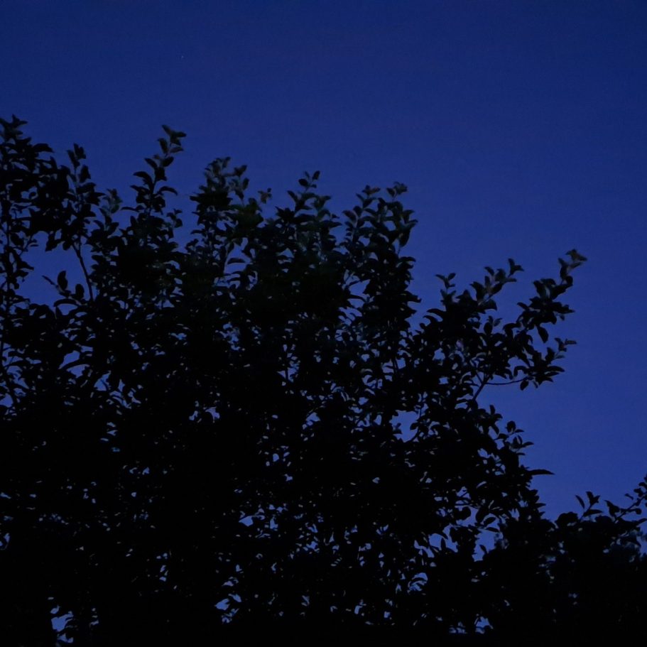 Ausschnitt einer Apfelbaumkrone, dessen Laub schwarz vor dem dunkelblauen Himmel wirkt.