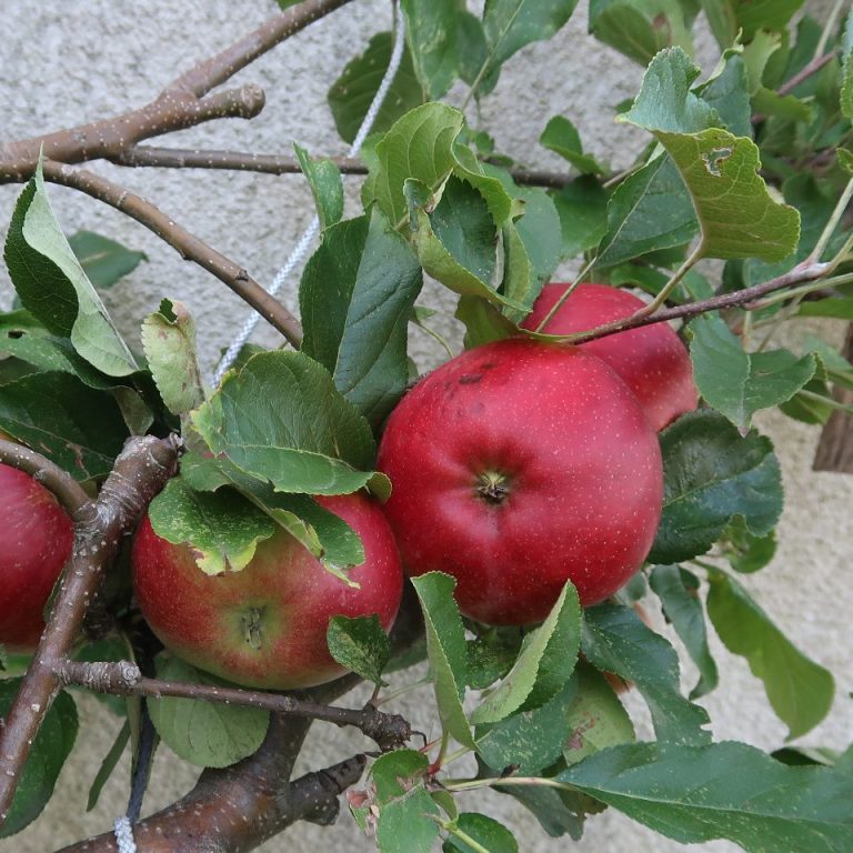 Mehrere reife Äpfel, die nebeneinander im Baum hängen.