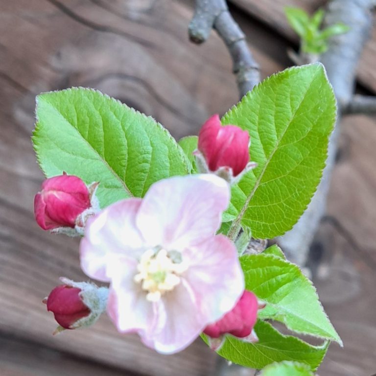 Eine hellrosa Apfelblüte, die von dunkelrosa Knospen umgeben ist.